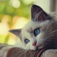 Người dùng Liễu Thùy My